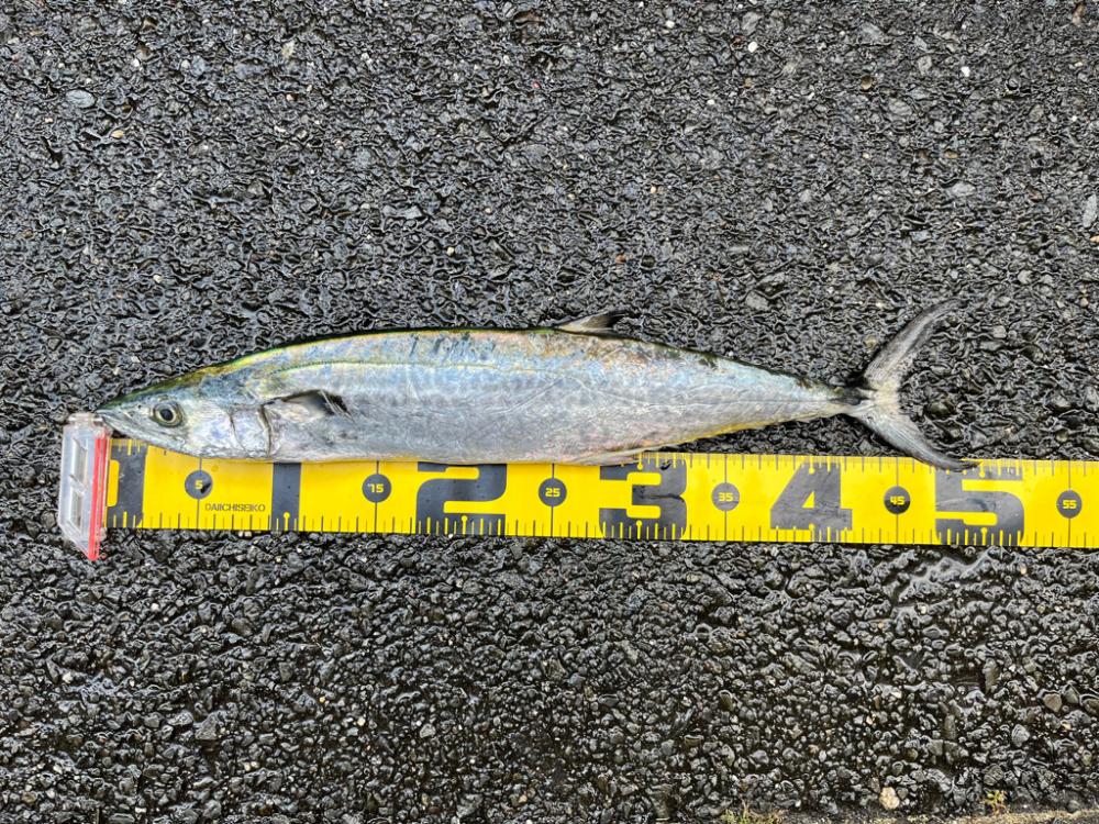 ムコイチ　ショアジギング