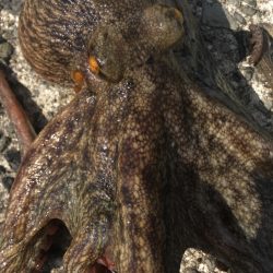 【タコフィネス】 青物後に戻りタコ狙い