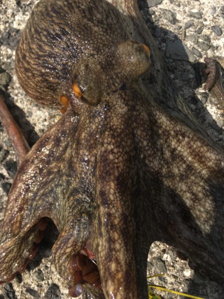 【タコフィネス】 青物後に戻りタコ狙い