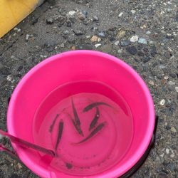 久しぶりの場所でサビキ釣り