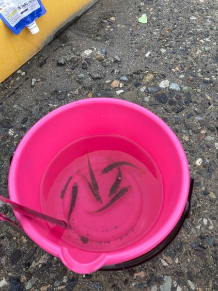 久しぶりの場所でサビキ釣り