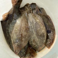 三陸船カレイ釣り