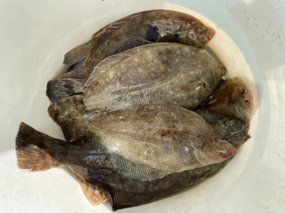 三陸船カレイ釣り