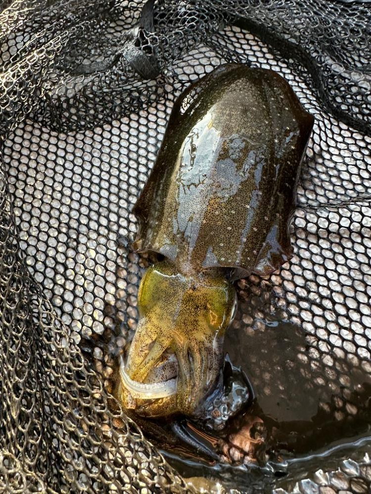 夕方便にてティップラン釣行