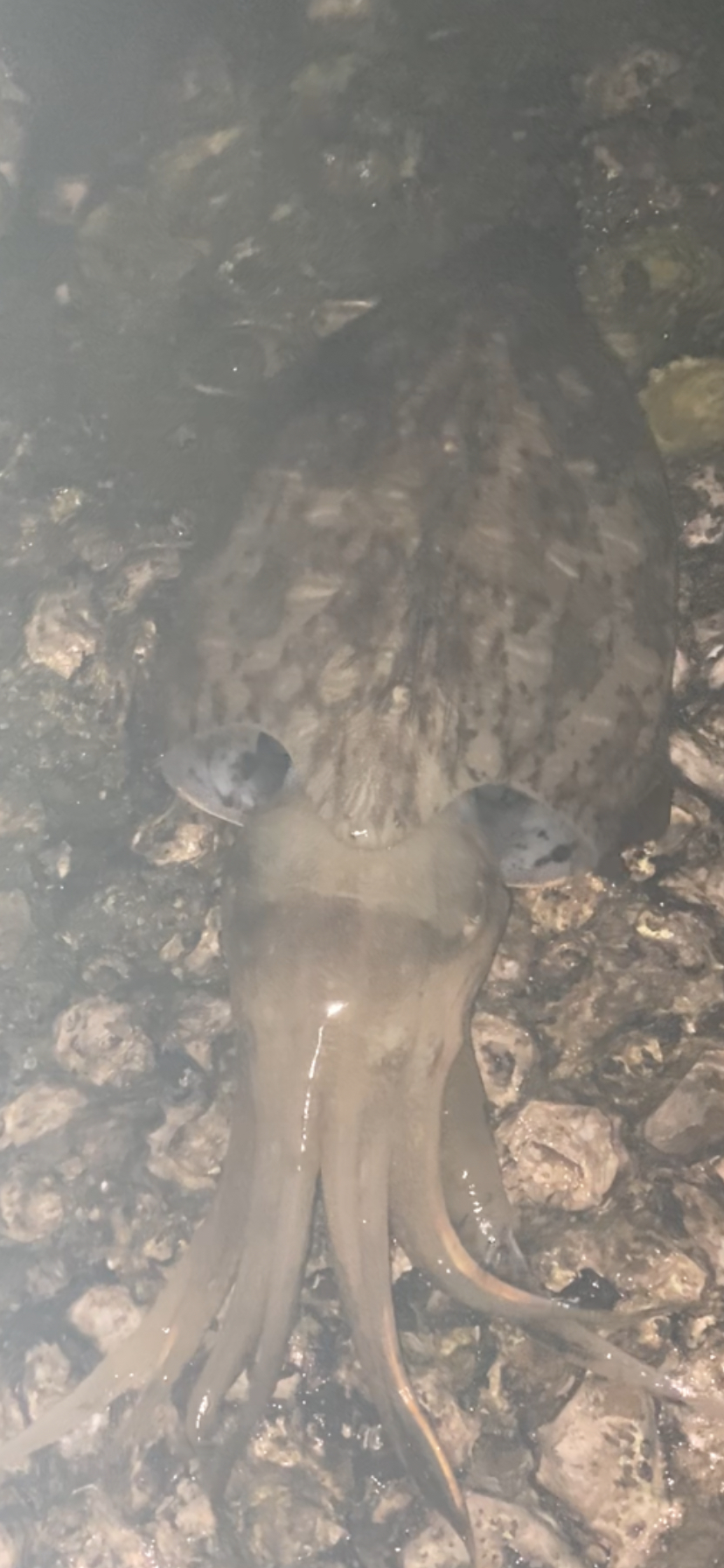 珍しいカミナリイカ