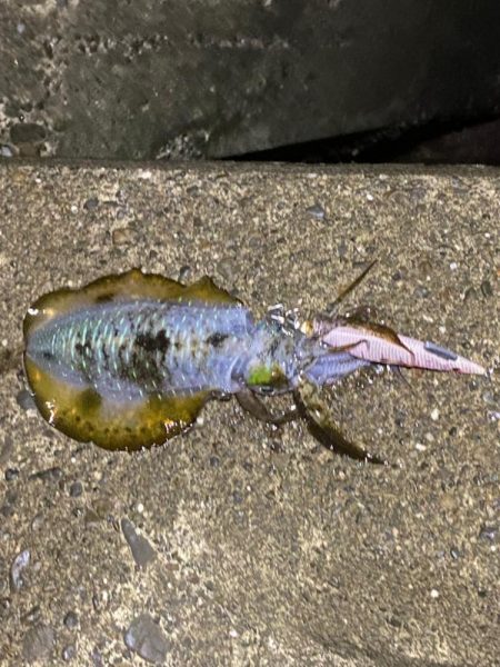 育ってきたねぇ♪