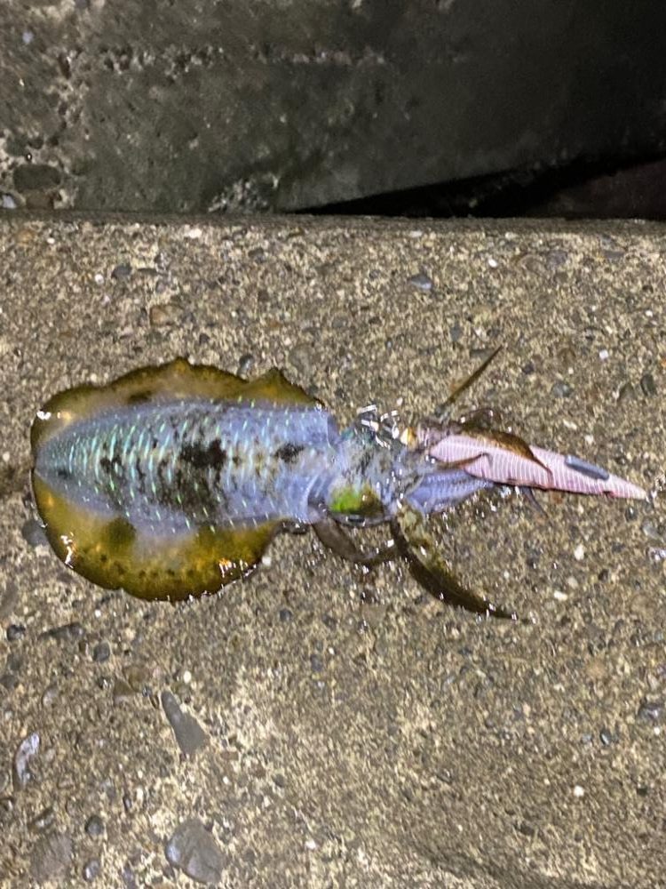 育ってきたねぇ♪