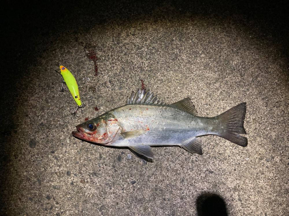 シーバスフィッシング