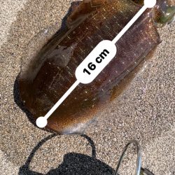 一撃キャッチ〜