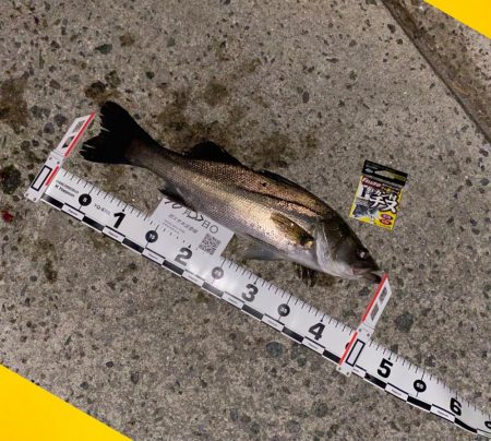 釣り始めは潮の流れ無し、風もない状況。