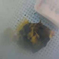 ハプニングカワハギw