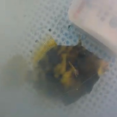 ハプニングカワハギw