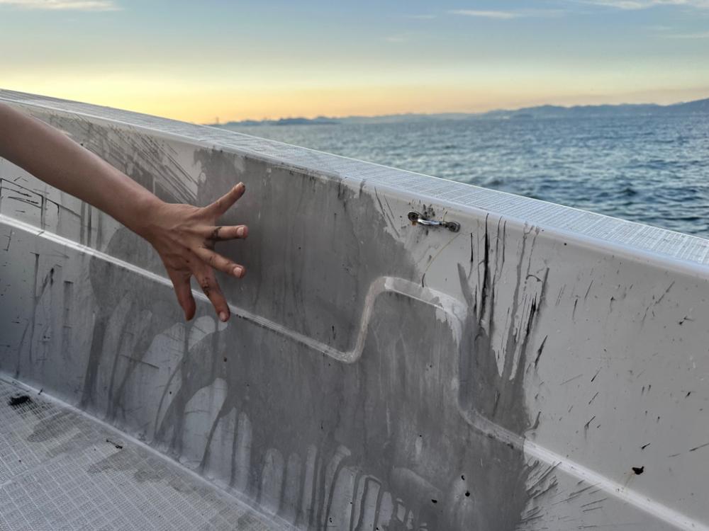 今季初のモンゴウイカ