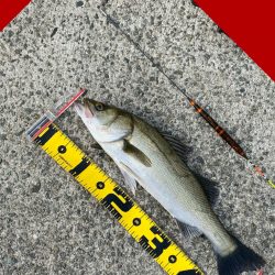 釣り始めから何度も小さいアタリ