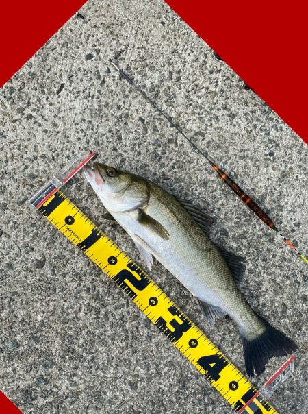 釣り始めから何度も小さいアタリ