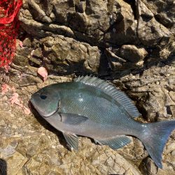 秋磯でフカセ釣り