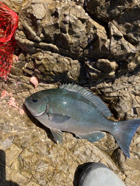 秋磯でフカセ釣り