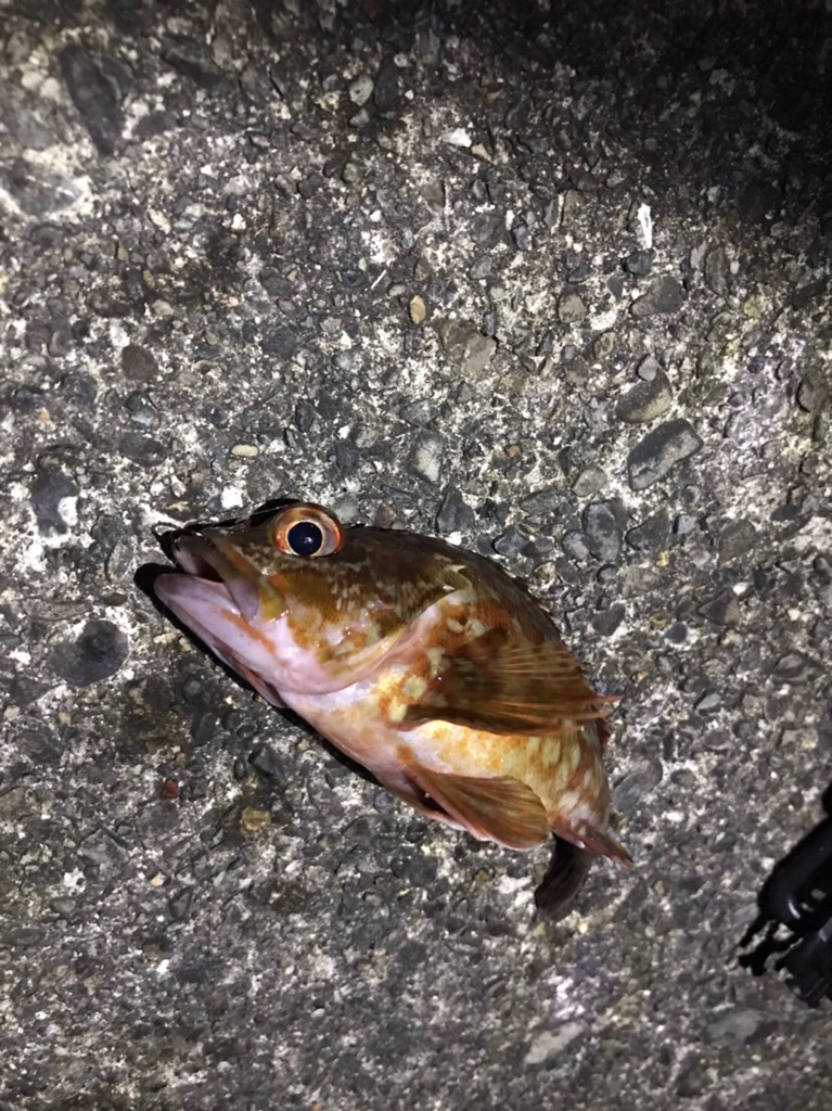 南紀のアジング!!