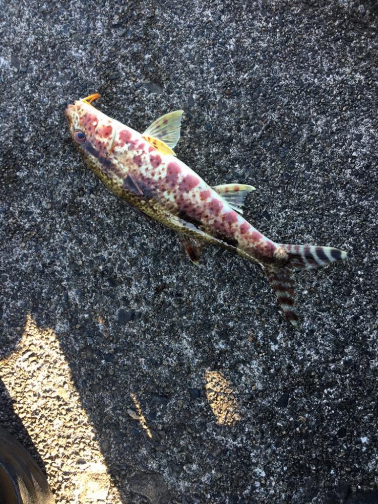 オオモンハタ祭り