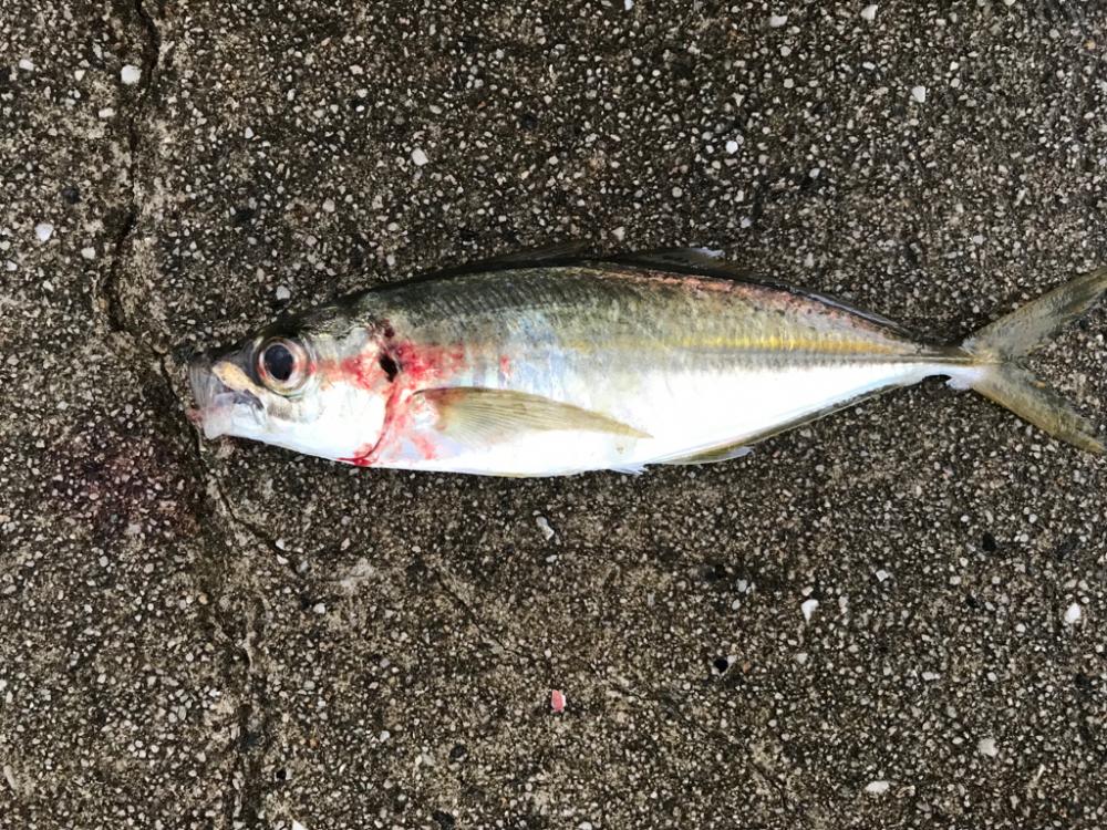 久しぶりの良型😆