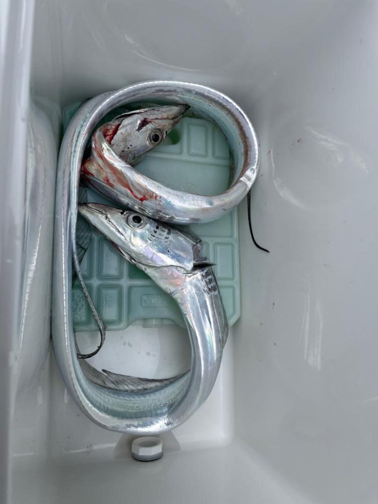 深夜4時からの時短釣り