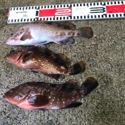 久しぶりの穴釣り