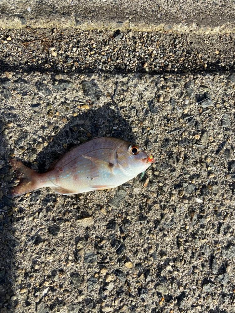 玉野市フェリー乗り場