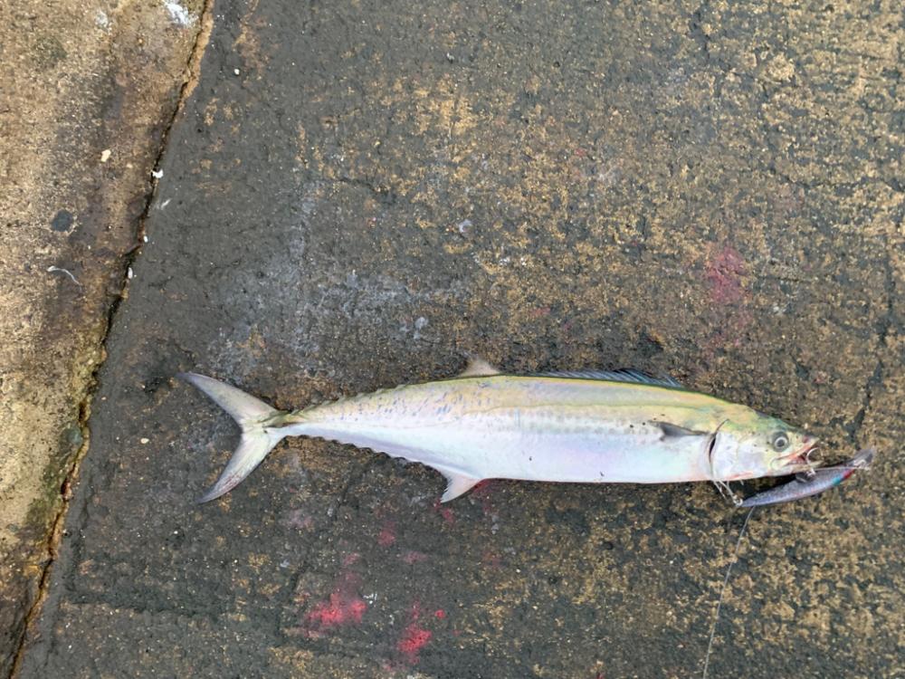 朝一青物高活性