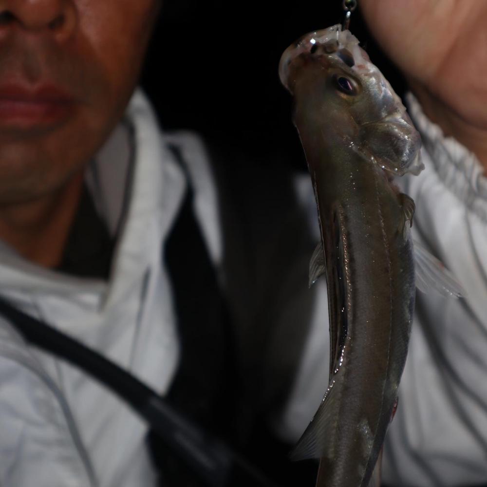 シーバス狙いも・・・