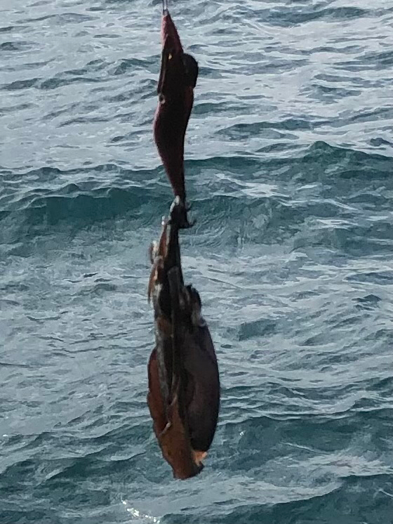 イカさん何処へ？