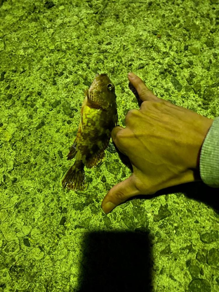 アジングにてガシラ