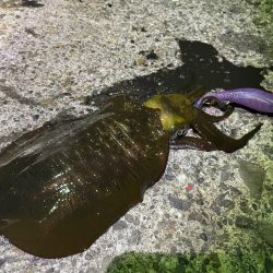 　【熊本県天草エリアエギング】