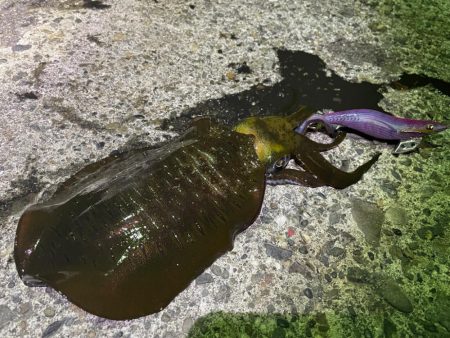 　【熊本県天草エリアエギング】