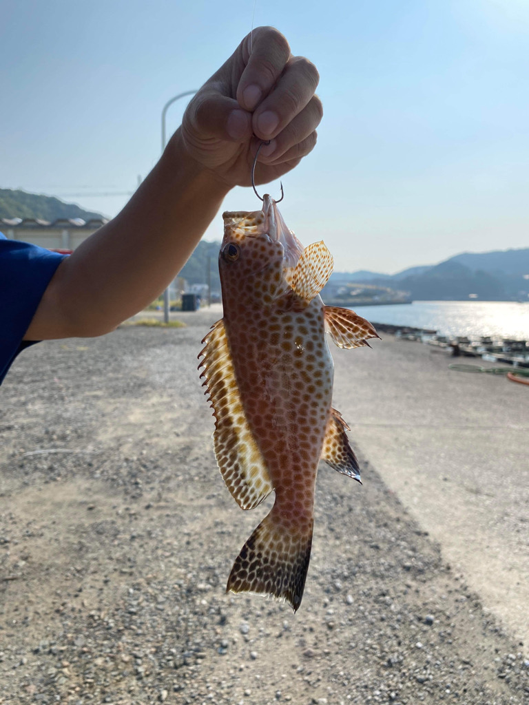 天草秋の根魚祭り