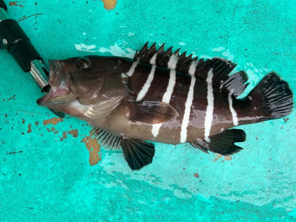 大原沖、イワシ解禁2週目調査