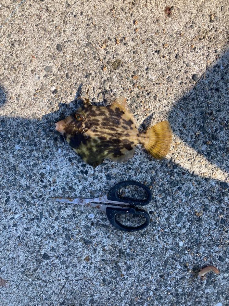 青物狙うも・・・