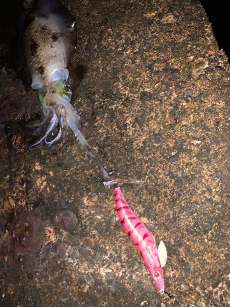 初めて使う墨族の色でアオリイカ！