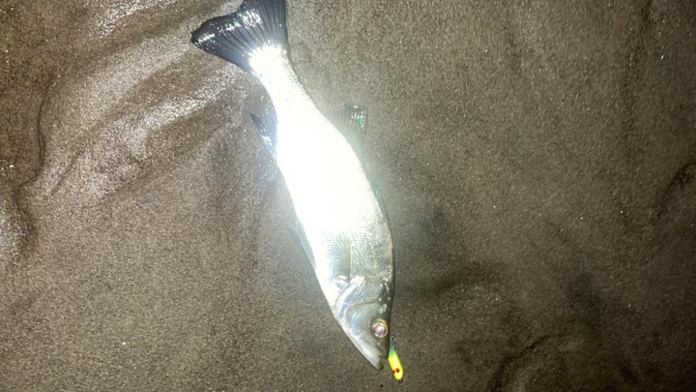 久しぶりのヒラ