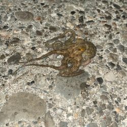 激渋アジング釣行