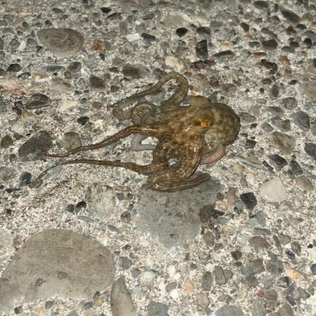 激渋アジング釣行