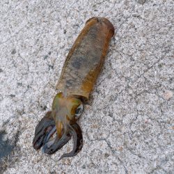 早起きは三文の徳？