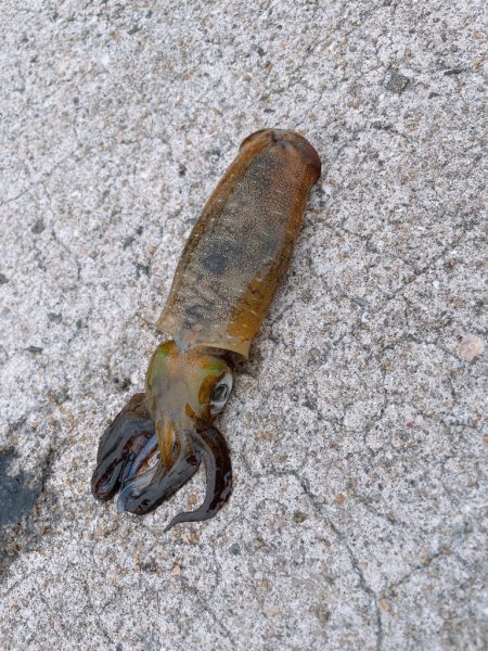 早起きは三文の徳？