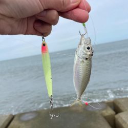 なんとかボウズ逃れ(((;꒪ꈊ꒪;)))