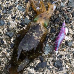 ラッキーキャッチ