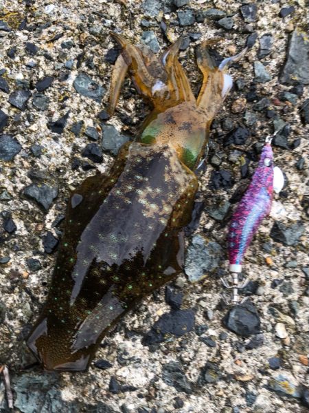 ラッキーキャッチ