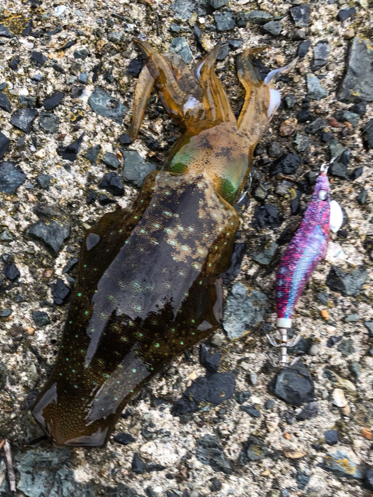 ラッキーキャッチ