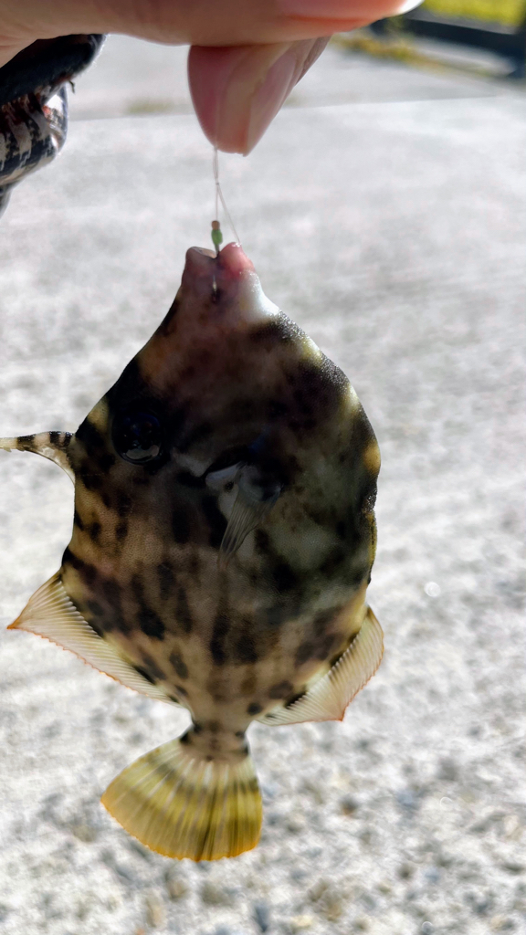 やってみたかったカワハギ釣り