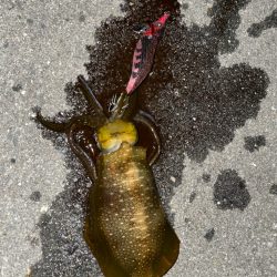 良型確保ーー♪