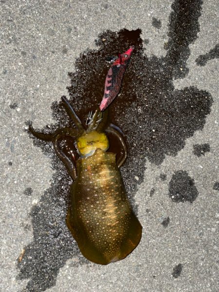 良型確保ーー♪