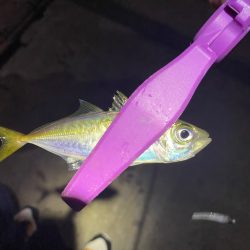 大阪湾奥アジング 初ベイトアジング